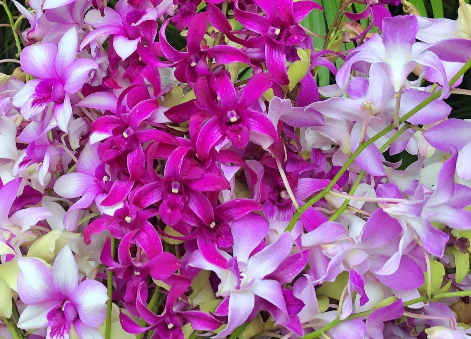 The Calabash Kama‘ili Nursery
